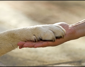 Pets-as-Therapy