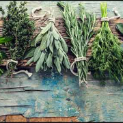 Herbs-to-help-with-dementia